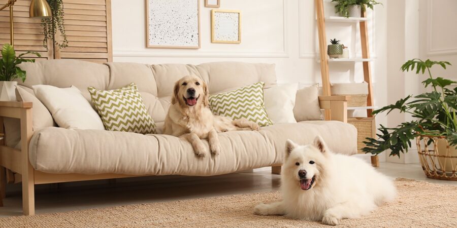Pet Rules for Apartments